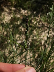 Carex nigra