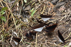 Marpesia zerynthia