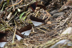 Marpesia zerynthia