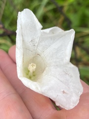 Calystegia macounii