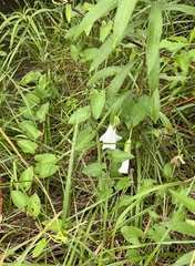 Calystegia macounii