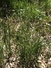 Carex nigra