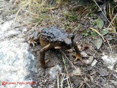 Scutiger tuberculatus