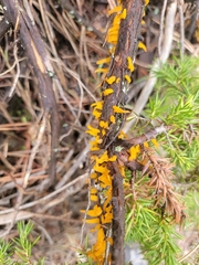 Gymnosporangium clavariiforme