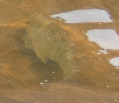 Astronotus ocellatus