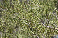 Denhamia cunninghamii