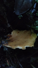Neodictyopus dictyopus