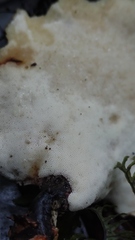 Neodictyopus dictyopus