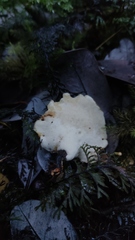 Neodictyopus dictyopus