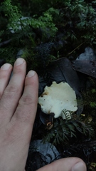 Neodictyopus dictyopus
