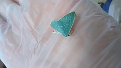 Lepidoptera