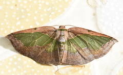 Celenna