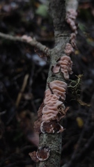 Gloeosoma decorticans