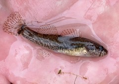 Tuscumbia Darter photo 5