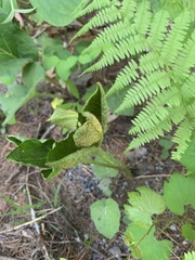 Uromyces ari-triphylli