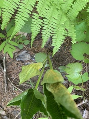 Uromyces ari-triphylli