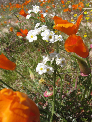 sharpnut cryptantha (Cryptantha oxygona)