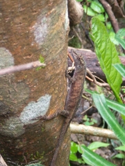 Anolis fuscoauratus