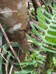 Anolis fuscoauratus