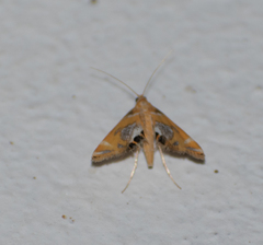 Nymphicula