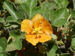 Fremontodendron decumbens