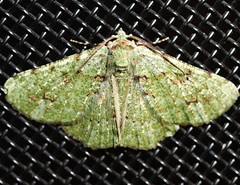 Aeolochroma viridicata