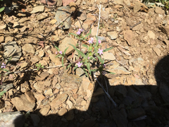 Polemoniaceae