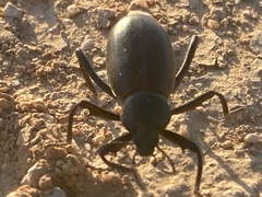 Eleodes armata