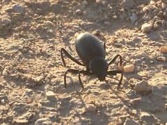 Eleodes armata