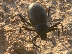 Eleodes armata