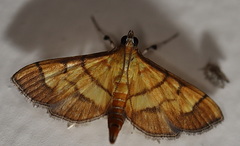 Orphanostigma abruptalis