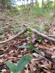 Teucrium argutum
