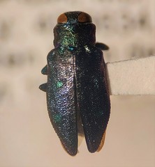 Chrysobothris azurea