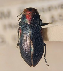 Chrysobothris acaciae