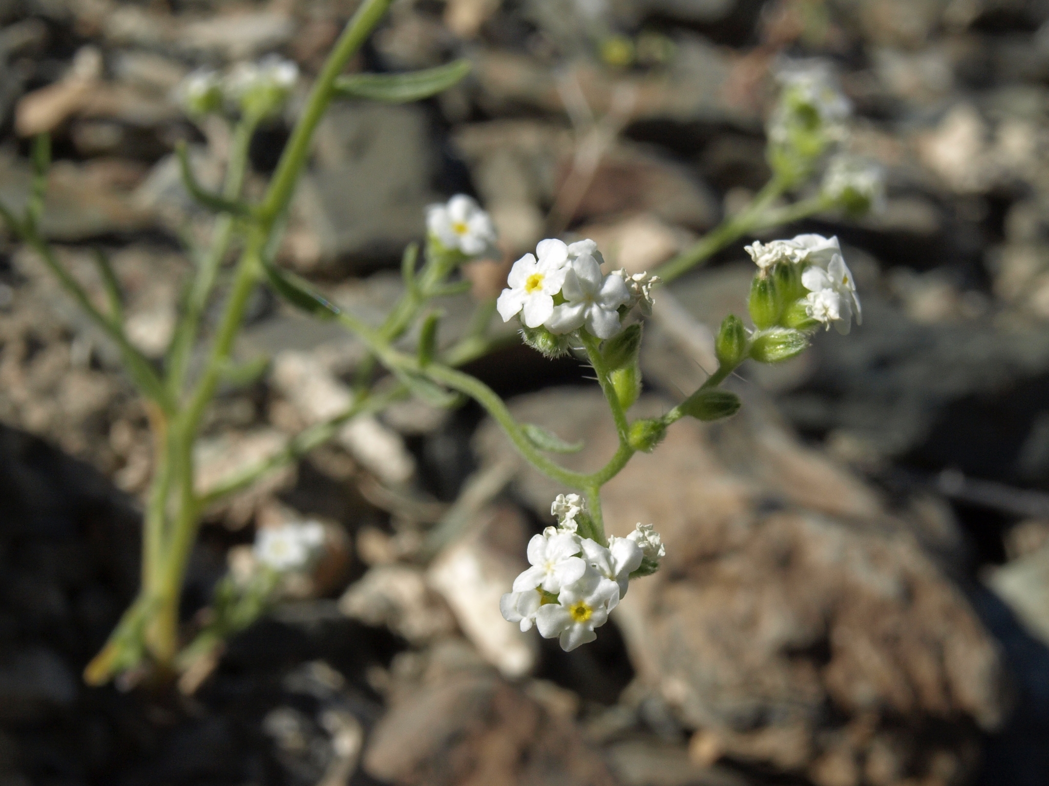 Cryptantha utahensis