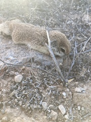 Xerospermophilus tereticaudus