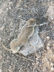Xerospermophilus tereticaudus