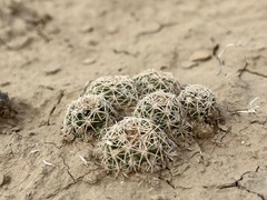 Sclerocactus mesae-verdae