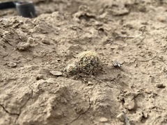 Sclerocactus mesae-verdae