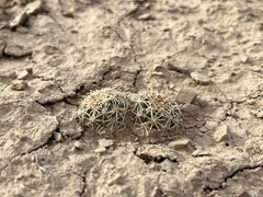 Sclerocactus mesae-verdae