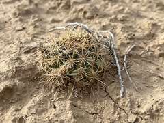 Sclerocactus mesae-verdae