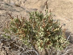 Atriplex corrugata