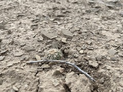 Sclerocactus mesae-verdae