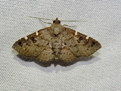 Antiblemma concinnula