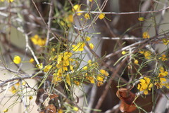 Senna artemisioides circinnata