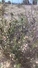 Baccharis pteronioides