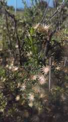 Baccharis pteronioides