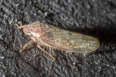 Ponana rubida