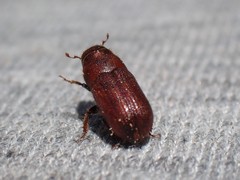 Trypodendron