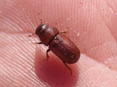 Trypodendron